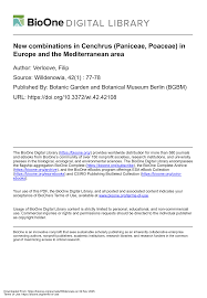 Image result for Cenchrus geniculatus