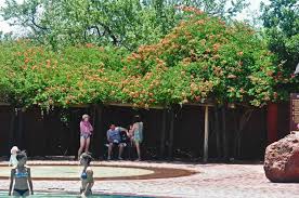 Image result for Bauhinia galpinii