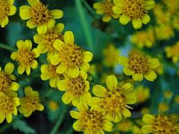 Image result for Cineraria mazoensis