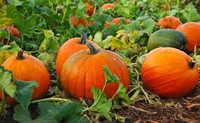 Pumpkin Cultivation Pumpkin Is Very Famous And Is One Of The Most Important Cucurbitaceous Vegetable C In 2020 Growing Pumpkins When To Harvest Pumpkins Pumpkin Garden