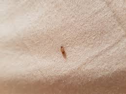Insekten im schlafzimmer so halt man die wohnung frei von. Insekt Im Bett Gefunden Insekten