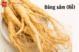Đảng sâm (rễ) (Radix Codonopsis) - Dược Điển Việt Nam 5