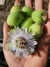 Image result for Passifloraceae