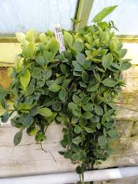 Maybe you would like to learn more about one of these? Peperomia Hope The Tilth