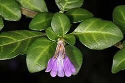 Image result for Sclerochiton