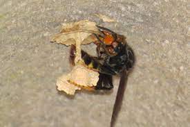 images?q=tbn:ANd9GcSQTsaZ P KahS aovqFPpAENWvzDqt63DOaYJeGhhMr3Ac2h71s2ERY rXsl0JcgeZF0Y&usqp=CAU - Le nid primaire de frelon asiatique