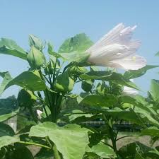 Image result for Commicarpus grandiflorus