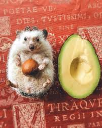 Mr Pokee The Hedgehog On Instagram You Can T Make Everyone Happy They Said You Re Not An Avocado They Said Super Cute Animals Cute Animals Animals