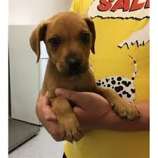 Depending on the time of year the better kennels often have the majority of their pups placed before they are born, usually in the spring. Jethro Small Male Golden Retriever X Rhodesian Ridgeback Mix Dog In Qld Petrescue