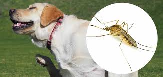 Biting midges are much the female midge needs blood meals for reproduction. Do Midges Bite Dogs Signs Of Midge Bites In Domestic Dogs
