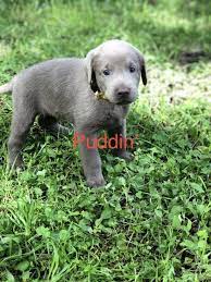 Puppies For Sale Near Me Find Your Puppy Vip Puppies Labrador Retriever Labrador Labrador Retriever Puppies