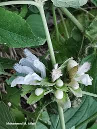 Image result for Leucas glabrata