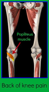 Before you trust your knee to a surgeon, you want to be certain you'll receive the best treatment and care for a comfortable and timely recovery. Back Of Your Knee Pain Could Be Your Popliteus Muscle Integrative Physical Therapy Ed Elizabeth Deboo