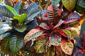 Image result for Croton