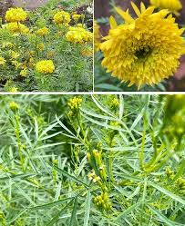 Image result for Tagetes minuta