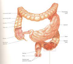 Inflammatory Bowel Disease Flashcards Quizlet