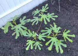 Image result for Dasylepis eggelingii