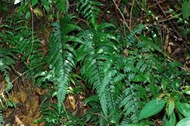 Image result for Blotiella trichosora