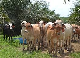 Commercializing Cattle Breeding Indonesia Australia Red Meat And Cattle Partnership