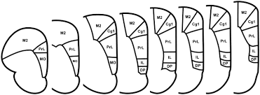 An rna seq atlas of gene expression. Prelimbic Cortical Targets Of Ventromedial Thalamic Projections Include Inhibitory Interneurons And Corticostriatal Pyramidal Neurons In The Rat Springerlink
