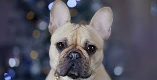 Check out our blue french bulldog selection for the very best in unique or custom, handmade pieces from our shops. What Are The Cutest Dog Breeds Petfinder
