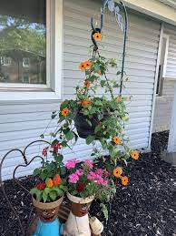 Im Just So In Love With This Hanging Basket Black Eyed Susan Vine Gardening Garden Diy Home Flowers Black Eyed Susan Vine Black Eyed Susan Shade Garden