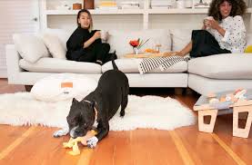 House Dogge