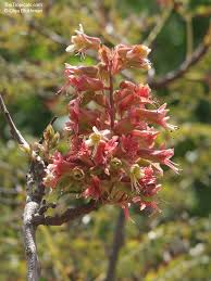 Image result for Erythrophysa