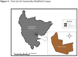 Image result for Bewsia