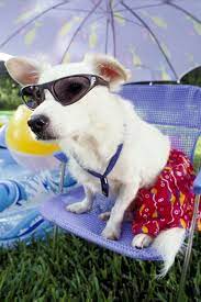 20 Animals That Are Totally Ready For Summer Cute Animals Animals Cute Dogs