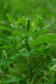 Image result for Sphenoclea zeylanica