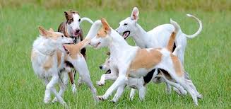 Maybe you would like to learn more about one of these? Arti Sebenarnya Mimpi Dikejar Anjing Menurut Islam
