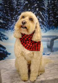 Pet Grooming By Laura And Kim