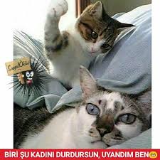 Hayat Sevince Paylasinca Guzel Sosyalokuz Okuz Temsili Kari Koca Sabah Uyku Es Uyanmak Gunayd Komik Hayvan Fotograflari Cute Kittens Kedi Esprileri