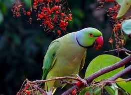 Pin On Beecroft Birds Exotics Veterinary Clinic