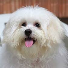 Maltese Terrier Ozellikleri Karakteri Ve Bakimi Vetrium Cayyolu Veteriner Klinigi