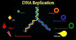 Biology Exams 4 U Csir Ugc Net Jrf Life Sciences Molecular Biology Questions Unit 3 Fundamental Proce Dna Replication Molecular Biology Molecular Genetics