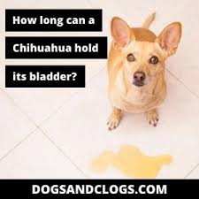 How many puppies can a chihuahua have? How Long Can A Chihuahua Hold Its Bladder Puppy And Adult