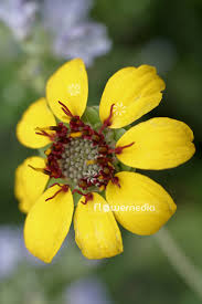Check spelling or type a new query. Flowermedia Chocolate Daisy