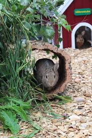 Kaninchendorf Langohrwelt Kaninchen Kaninchenkafig Kaninchengehege