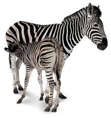 If you know, you know. Mammals True Or False Quiz Quiz Animals And Nature Lessons Dk Find Out