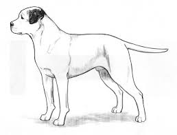 Check spelling or type a new query. Breed Standards American Bulldog United Kennel Club Ukc