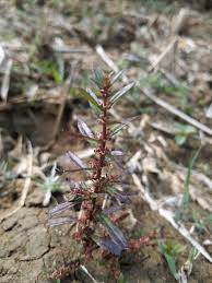 Image result for Ammannia baccifera