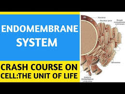 Part 4 Ncert Crash Course Cell The Unit Of Life