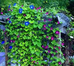 Pin By Becca Girl On Beyond The Gate Morning Glory Vine Morning Glory Flowers Garden Vines