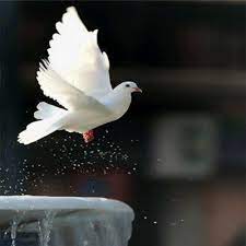 والصبي في ثوب واحد، ويباح. Ø§Ù„Ø­Ù…Ø§Ù…Ø© Ø§Ù„Ø¨ÙŠØ¶Ø§Ø¡ 75ad33m55hh77 Twitter