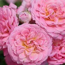 The sweet drift ® rose is a low growing ground cover rose with petite, baby pink blooms that grow in abundant clusters above dark green leaves. Drift Groundcover Roses Live Sweet Drift Rose Bush 1 Gal Walmart Com Walmart Com