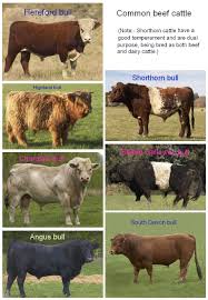 Real Farmwives Discuss Differences Between Dairy Cows And Beef Cows Beef Cow Dairy Cattle Cattle Ranching