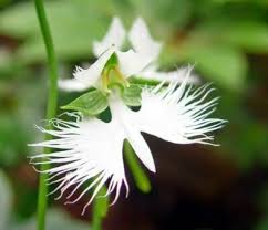 Image result for Habenaria