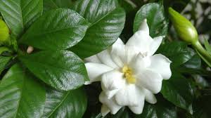We did not find results for: Scented Gardens The Guardian Nigeria News Nigeria And World News Saturday Magazine The Guardian Nigeria News Nigeria And World News